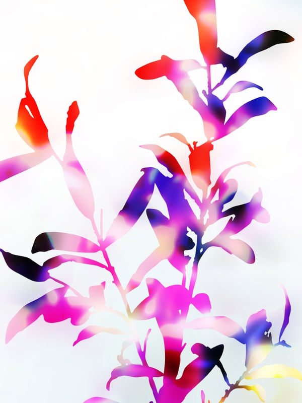 FLORESCENCE VIOLA