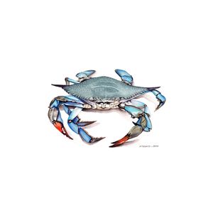 BLUE CRAB