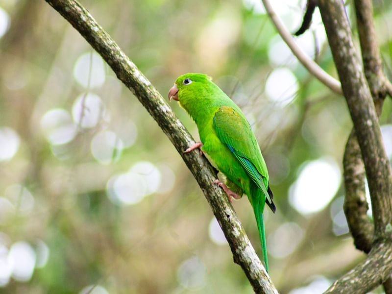 MARITACA PERFIL