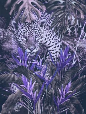 JAGUAR AT HOME BY TAS VERY PERI