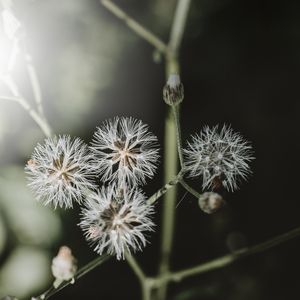 LUZ DE NATUREZA
