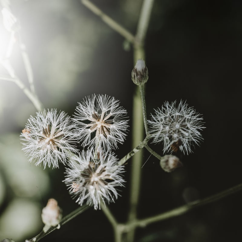 LUZ DE NATUREZA