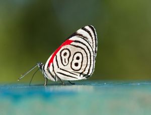 BORBOLETA883