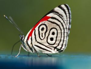 BORBOLETA884
