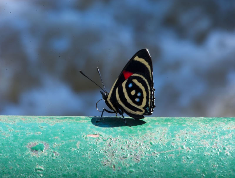 BORBOLETA886