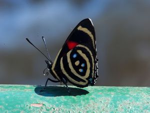 BORBOLETA887