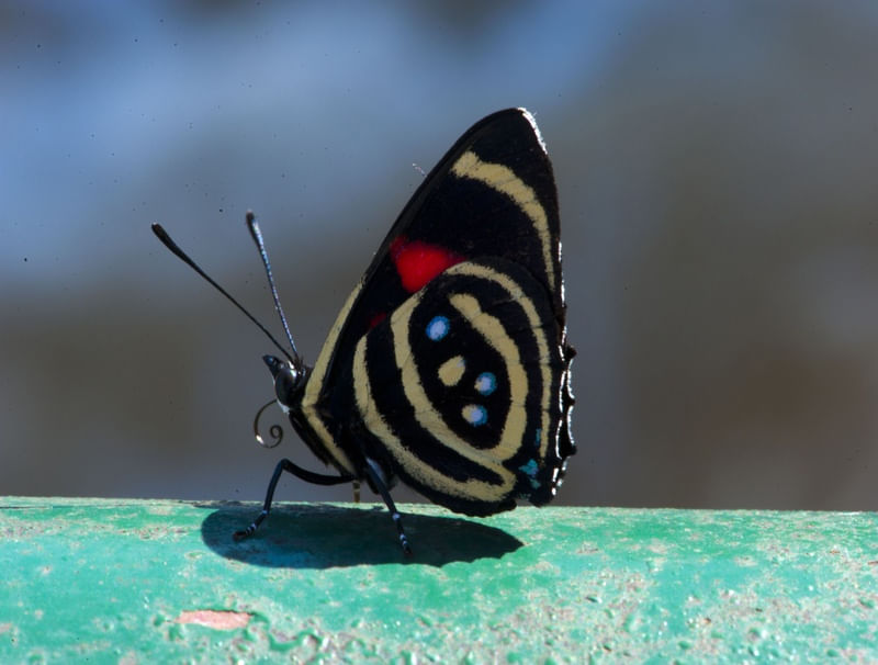 BORBOLETA887