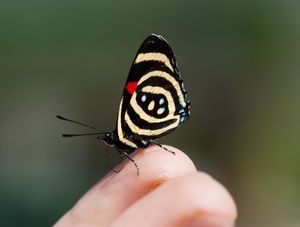 BORBOLETA 887
