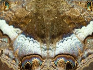 BORBOLETA 8892
