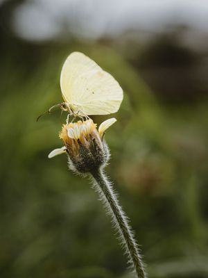 EM PAZ NA FLOR