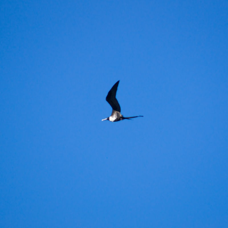 FRAGATA CAMBURI
