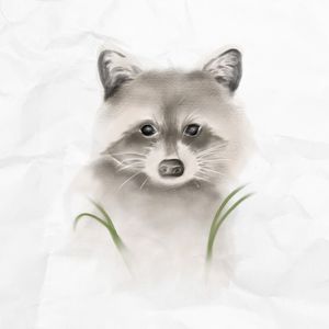 RACOON 1