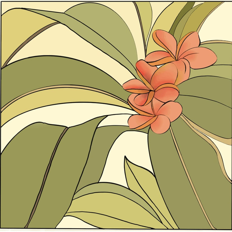 BEAUTY OF PLUMERIA ALBA FLOWER