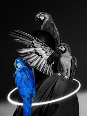 MACAW BLUE