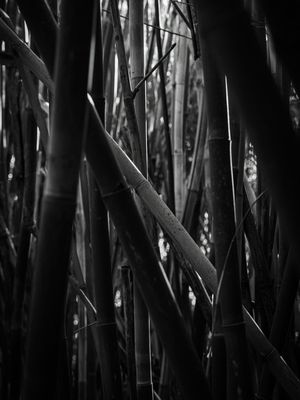 BAMBU P&B
