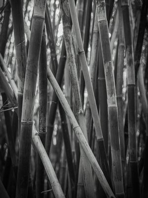 BAMBU P&B L