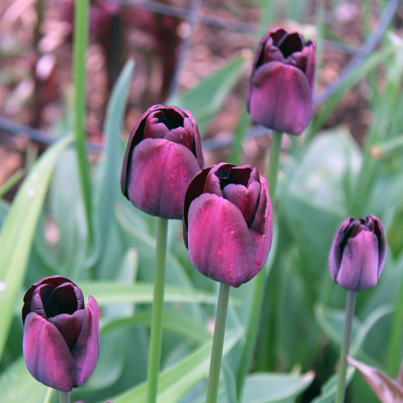 CINCO TULIPAS ROXAS