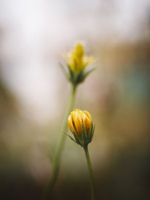 YOUNG FLOWER