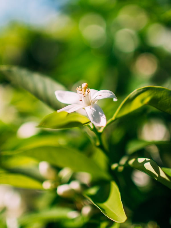 FLOR DE LARANJEIRA 12