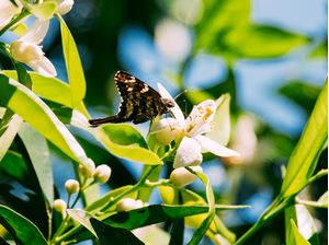 FLOR DE LARANJEIRA E BORBOLETA