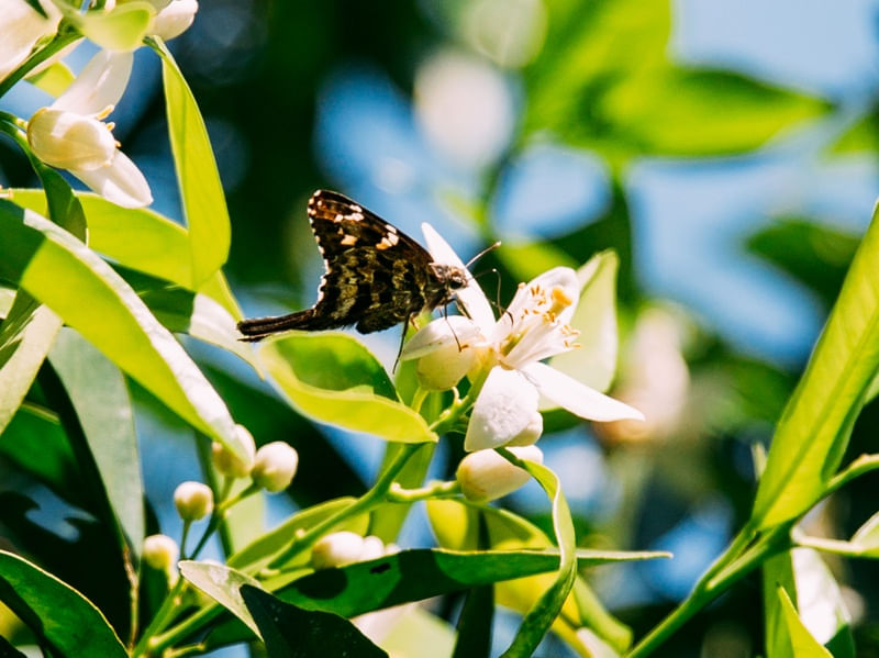 FLOR DE LARANJEIRA E BORBOLETA