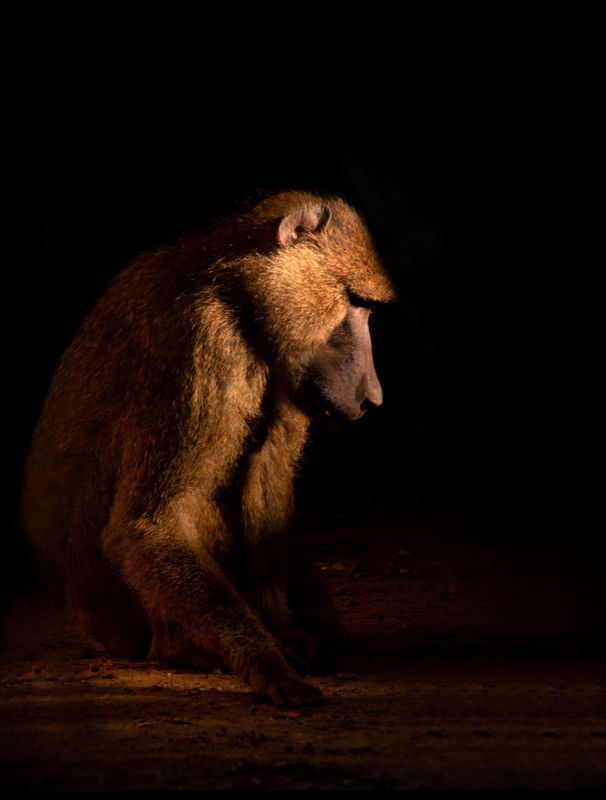 TRISTE MACACO EM SUA JAULA