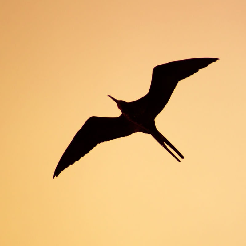 FRAGATA POR DO SOL