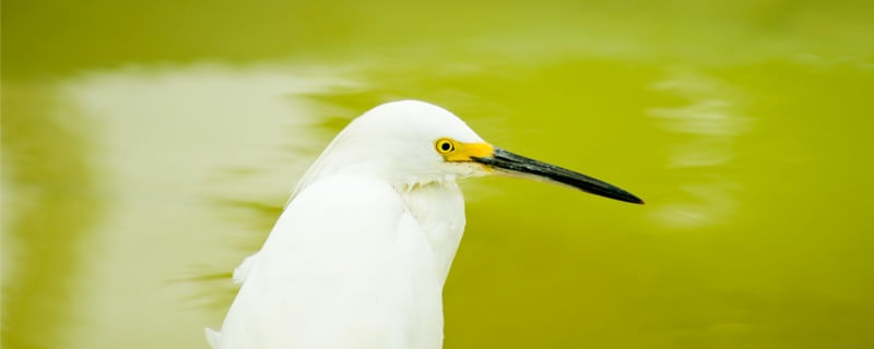 GARÇA FUNDO VERDE