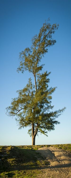 REACH FOR THE SKY
