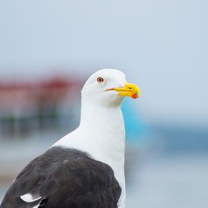 CLOSE-UP SEAGULL