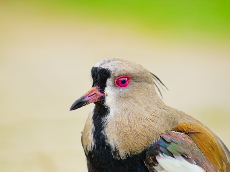 LAPWING EXTREME CLOSE UP