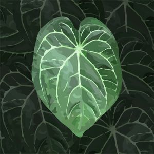 ANTHURIUM MAGNIFICUM 0102