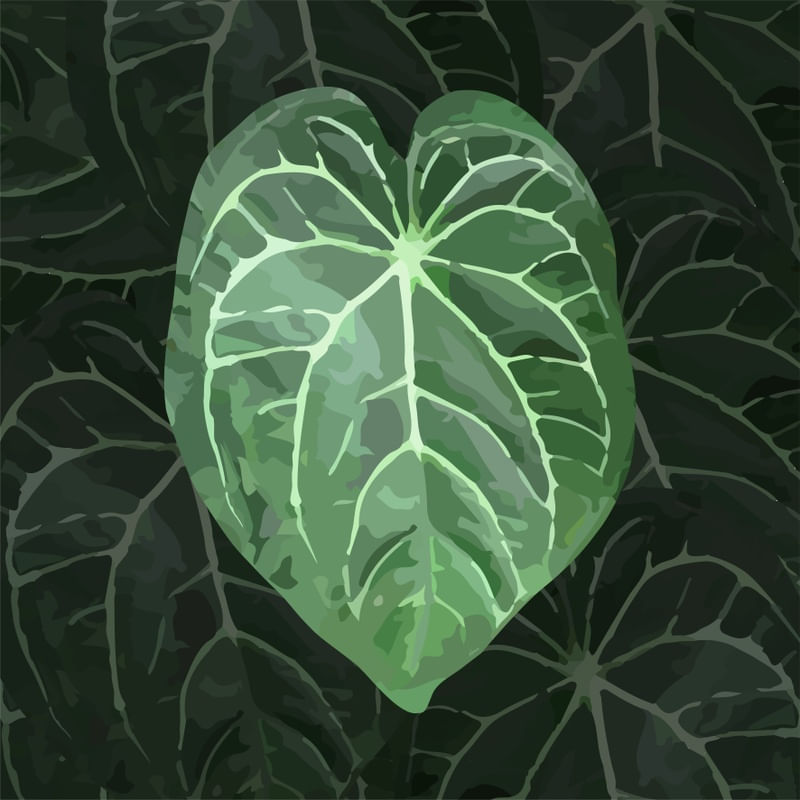 ANTHURIUM MAGNIFICUM 0102