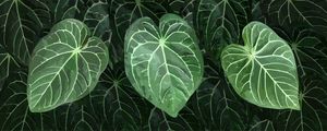 ANTHURIUM MAGNIFICUM 0302