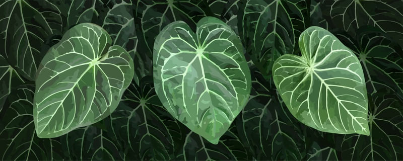 ANTHURIUM MAGNIFICUM 0302