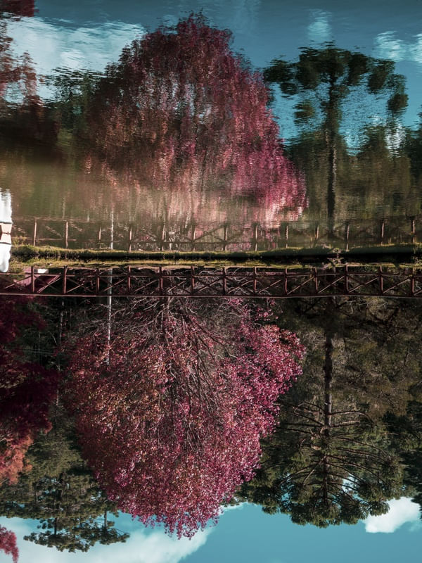 -ÁRVORE
