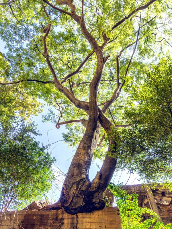 ARVORE_AMANHECER