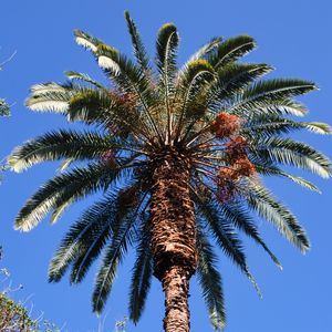 PALMEIRA 00 LB