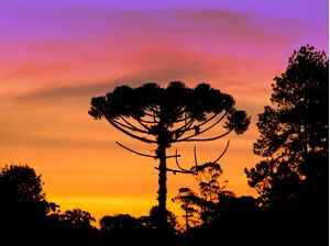 ARAUCARIA SKY COLOR BURST