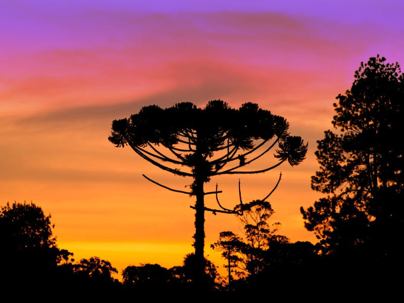 ARAUCARIA SKY COLOR BURST