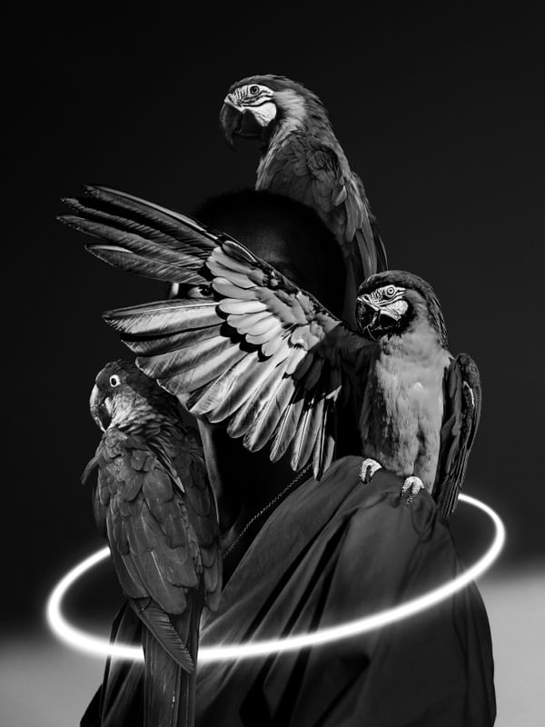 MACAW'S