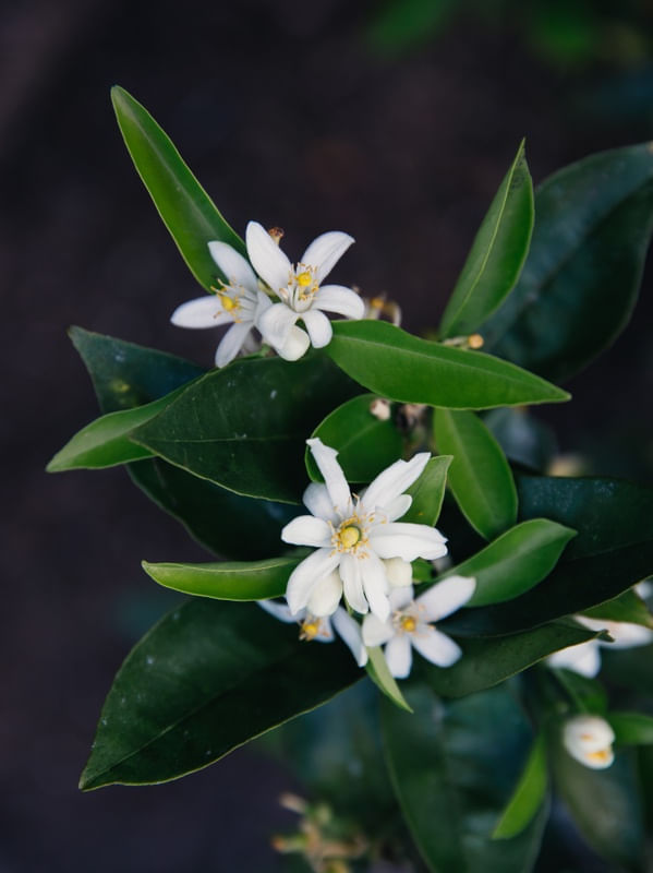 FLOR DE LARANJEIRA 22