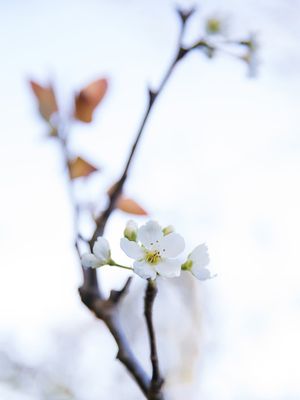 FLOR DE PESSEGUEIRO 3
