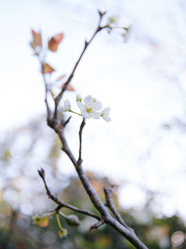 FLOR DE PESSEGUEIRO 4