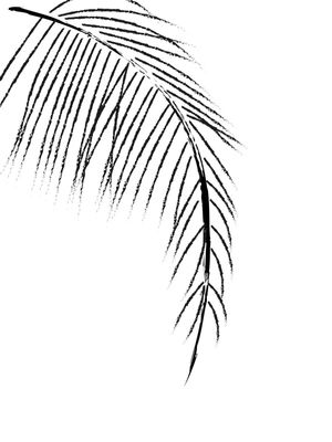 MINIMAL BLACK & WHITE - LEAVES 03