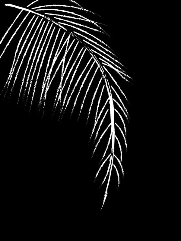 MINIMAL BLACK & WHITE - LEAVES 06