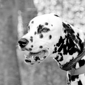 DALMATIAN DOG