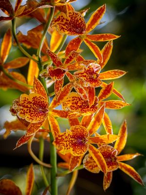 JARDIM DE FLORES AMARELAS