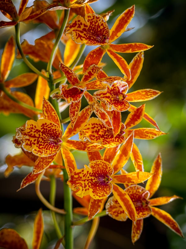 JARDIM DE FLORES AMARELAS
