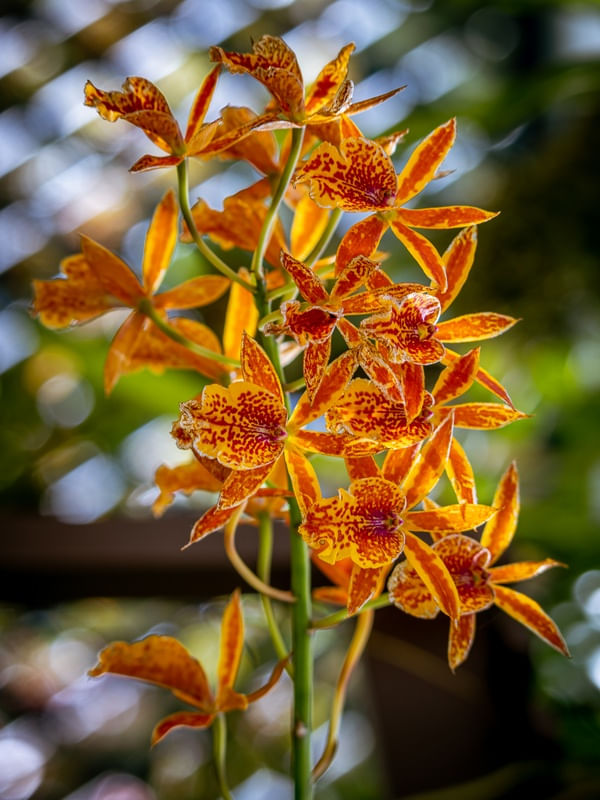 JARDIM DE FLORES AMARELAS II